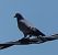 Pigeon colombin (Columba oenas) © Magali Hivert