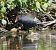 Gallinule poule-d'eau  - Magali Hivert
