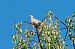 Tourterelle des bois (Streptopelia turtur) © Pierre Tesson