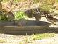 Moineau domestique 