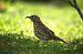 Grive musicienne (Turdus philomelos) © auteur non diffusé