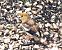 Grosbec casse-noyaux (Coccothraustes coccothraustes) © Patrick Quercy