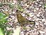 Verdier d'Europe (Chloris chloris) © Patrick Quercy
