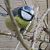 Mésange bleue (Cyanistes caeruleus) © Claire Vernay