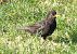 Merle noir (Turdus merula) © Remy Simon