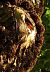 Étourneau sansonnet (Sturnus vulgaris) © Alexandre Defrasne