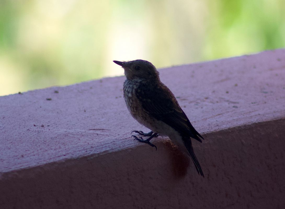 Pipit spioncelle 