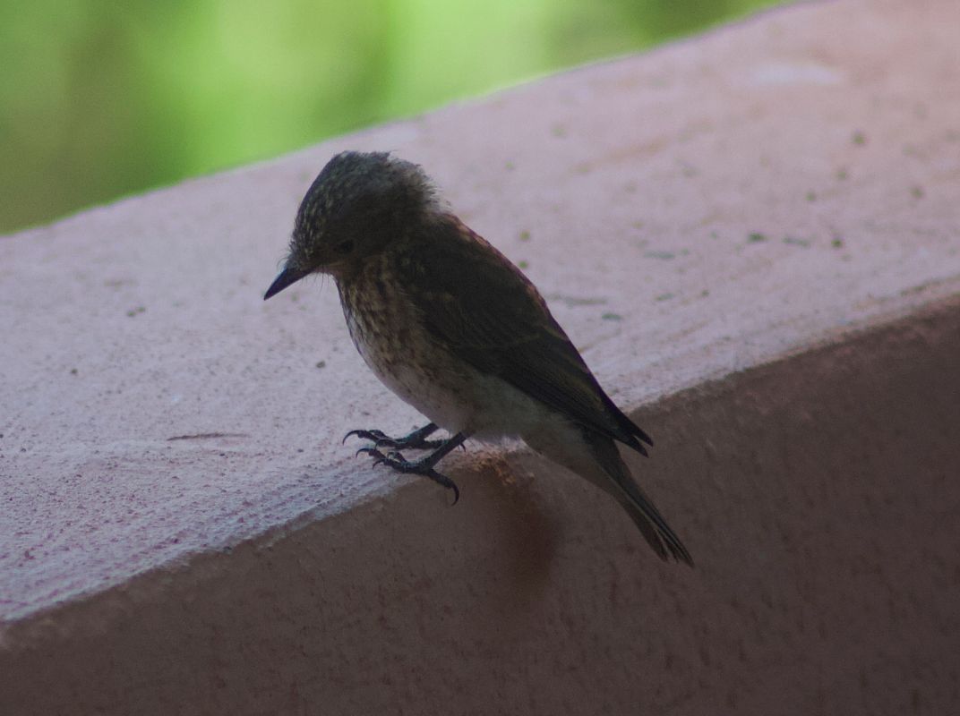 Pipit spioncelle 