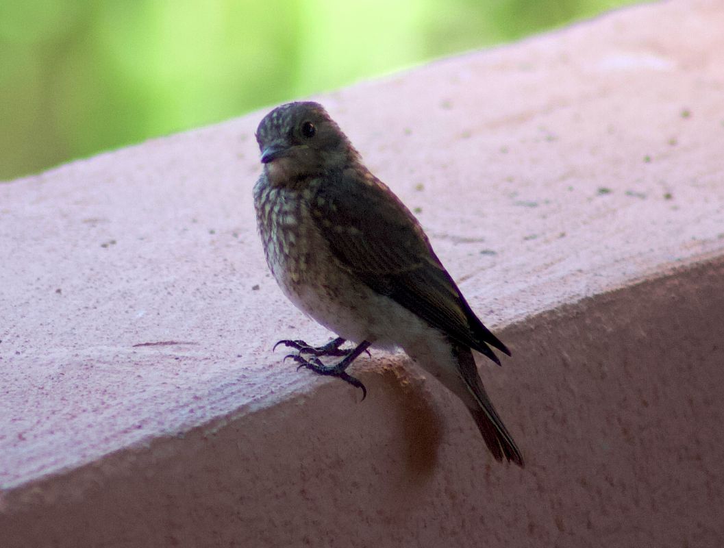 Pipit spioncelle 