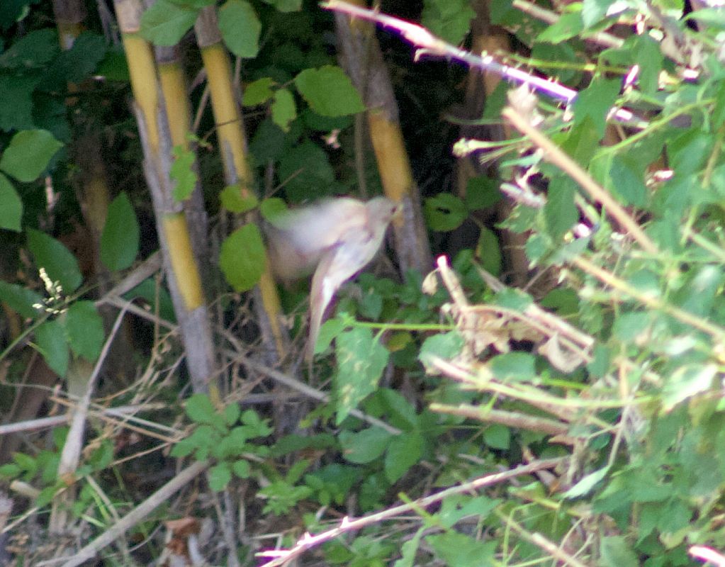 Moineau cisalpin 