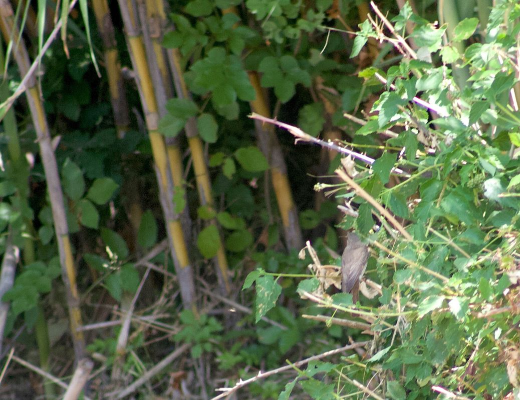 Moineau cisalpin 