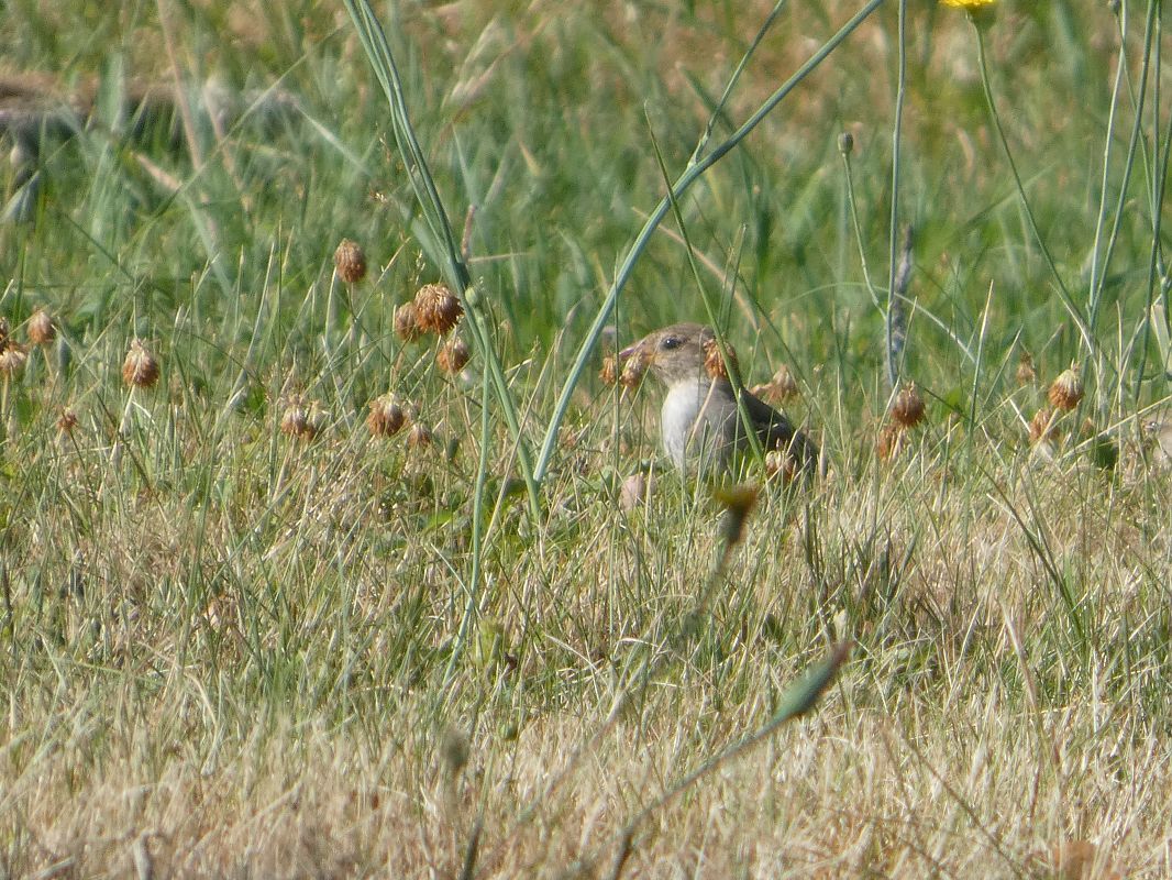 Moineau domestique  - Taquet Pierrette