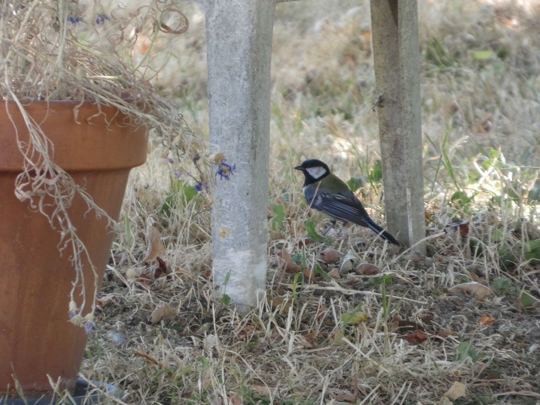 Mésange charbonnière  - Taquet Pierrette