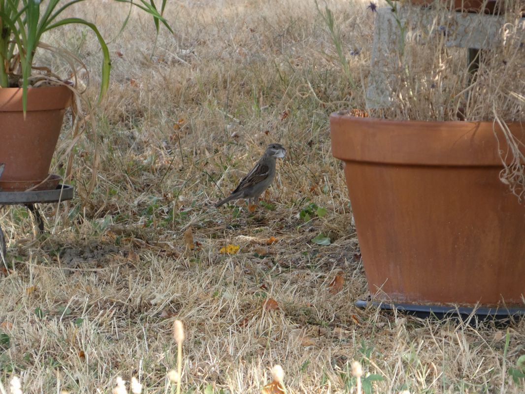 Moineau domestique  - Taquet Pierrette