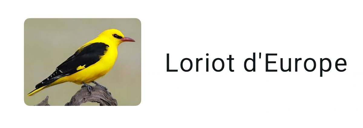 Loriot d'Europe  - Patrick Marlot