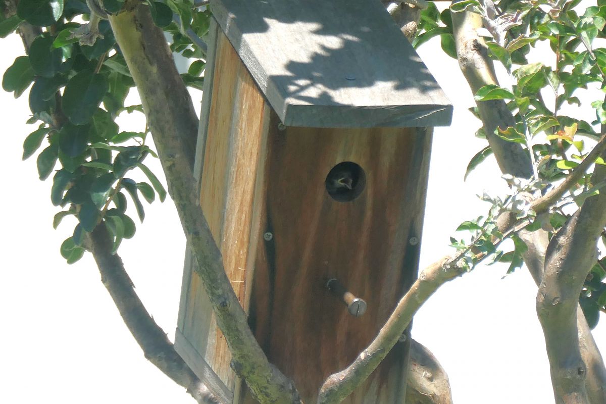 Moineau friquet 