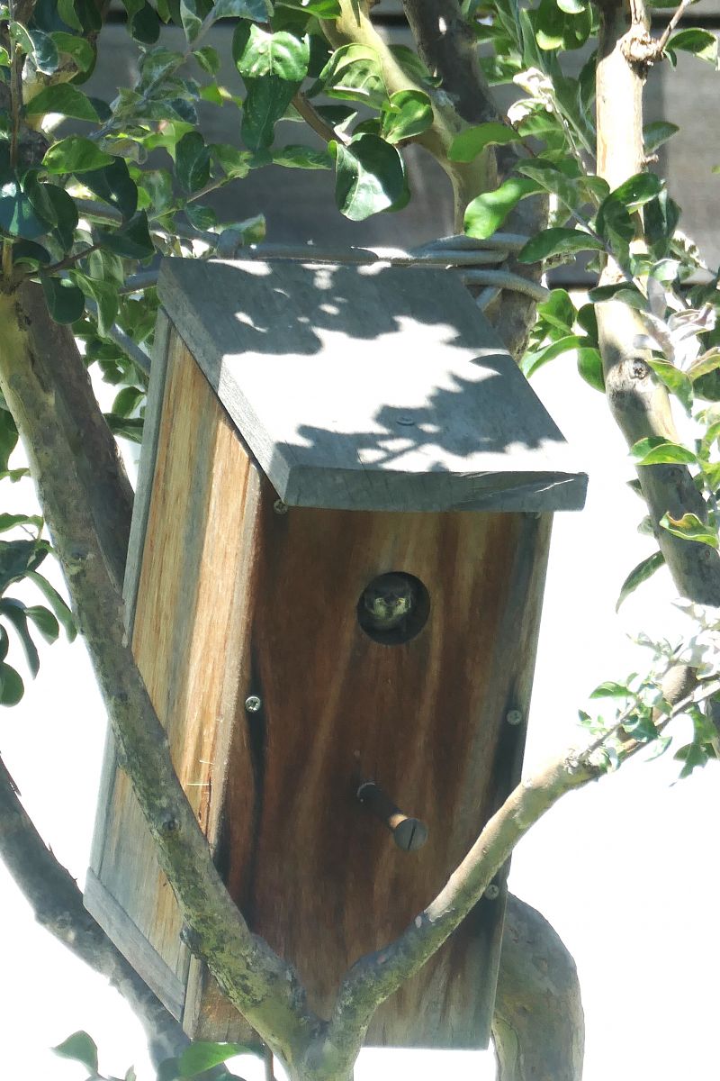 Moineau friquet 