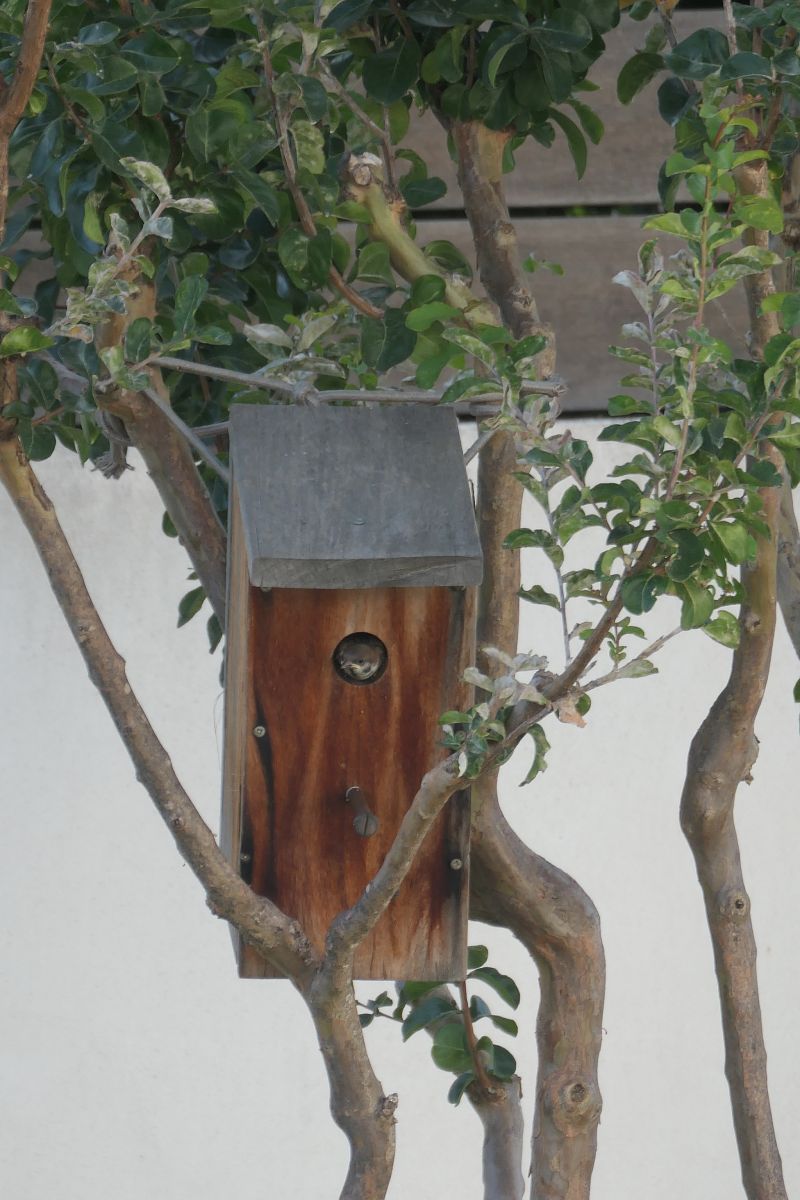 Moineau friquet 