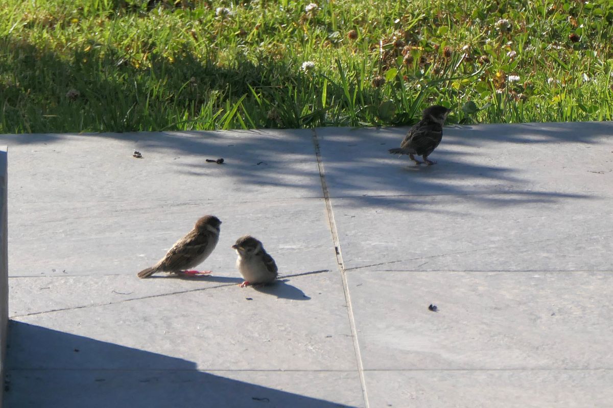 Moineau friquet 