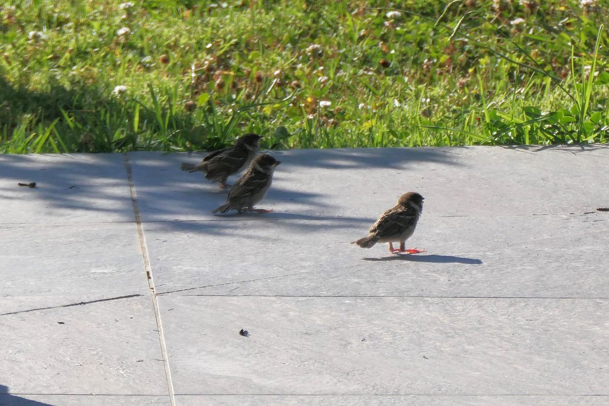 Moineau friquet 