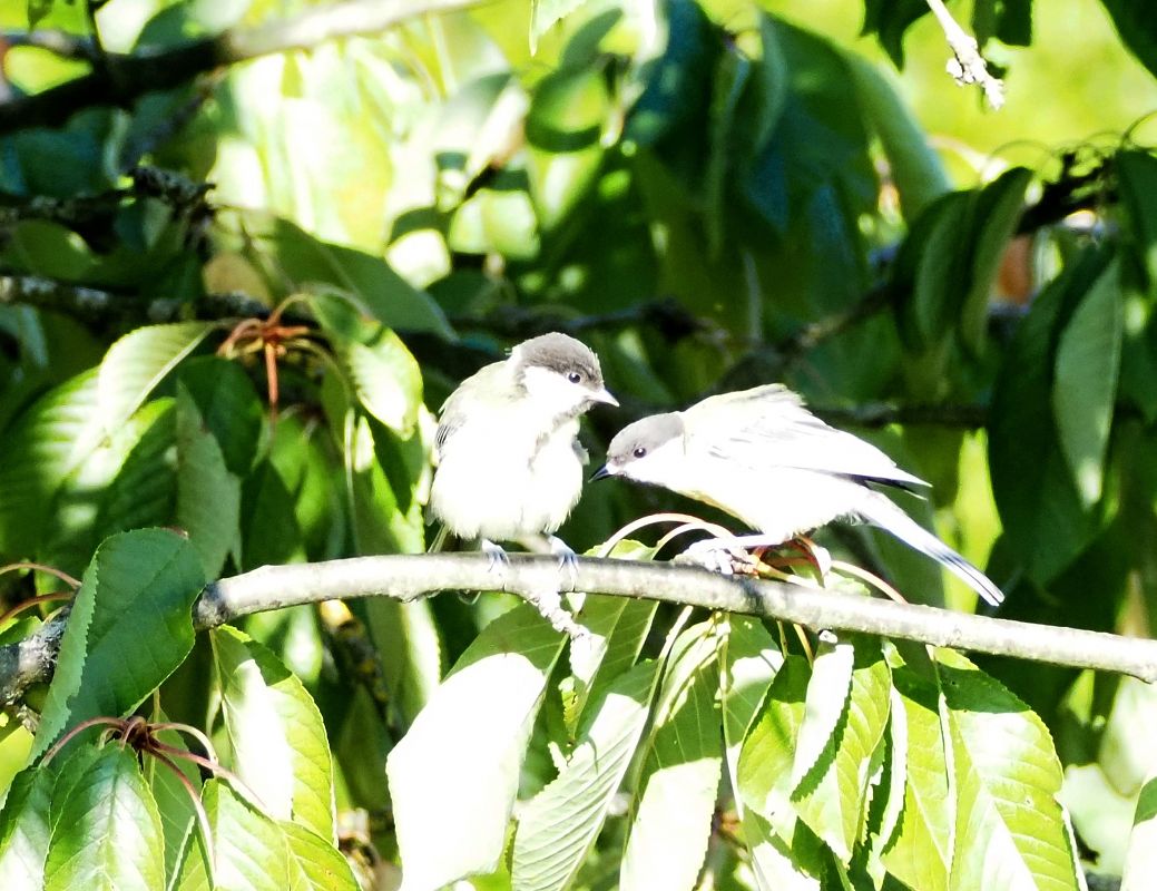 Mésange charbonnière 