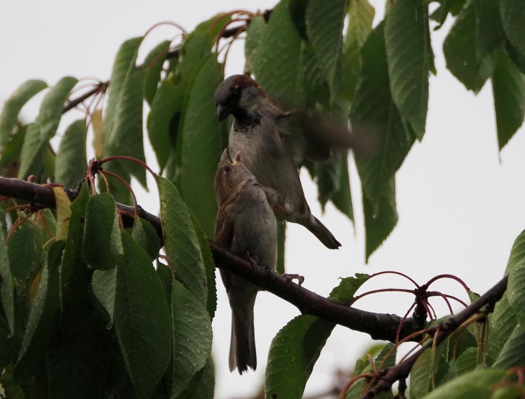 Moineau domestique 