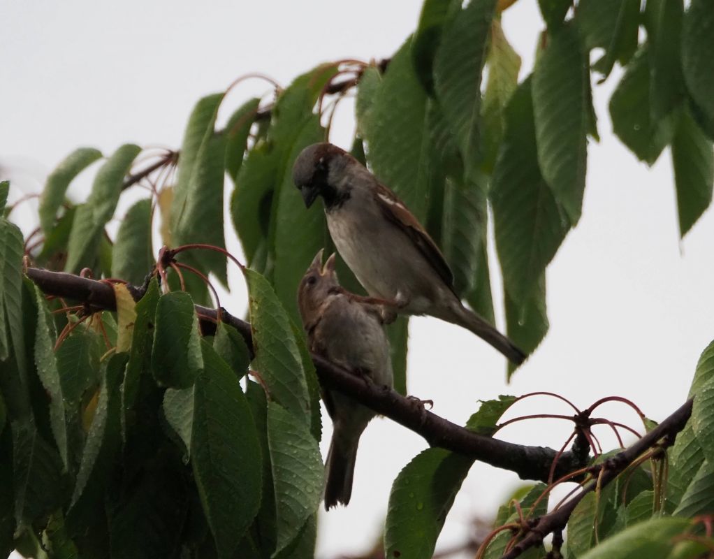 Moineau domestique 