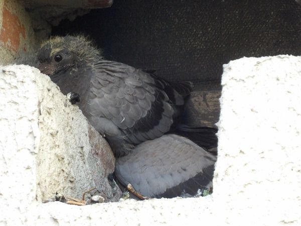 Pigeon biset domestique  - Xavier Terrassier