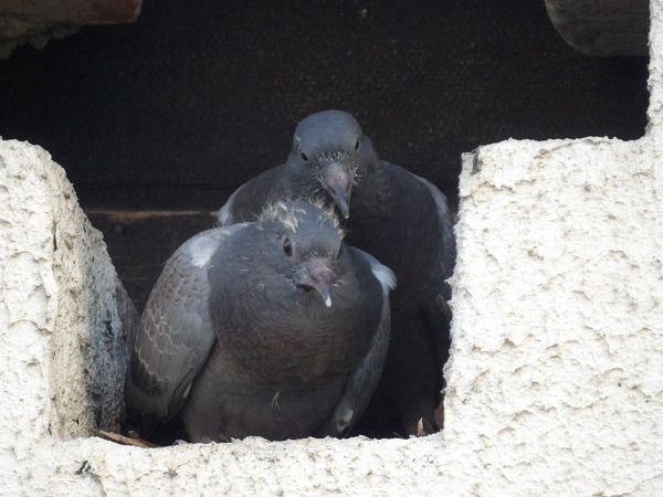 Pigeon biset domestique  - Xavier Terrassier