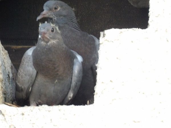 Pigeon biset domestique  - Xavier Terrassier