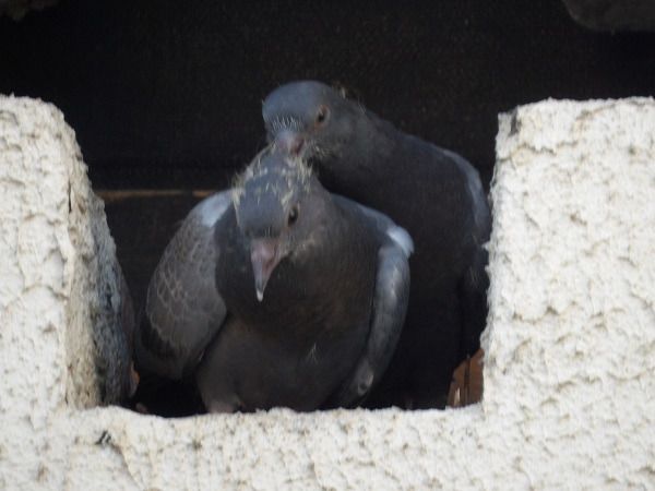 Pigeon biset domestique  - Xavier Terrassier