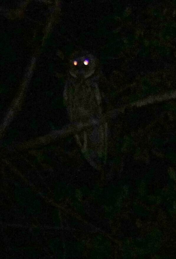 Hibou moyen-duc 