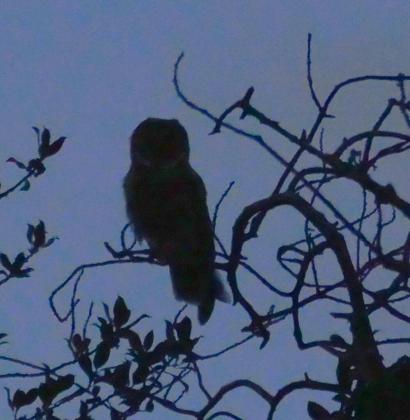 Hibou moyen-duc 