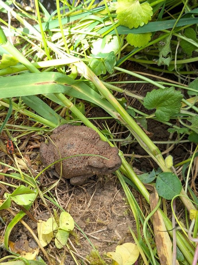 Crapaud commun ou épineux 