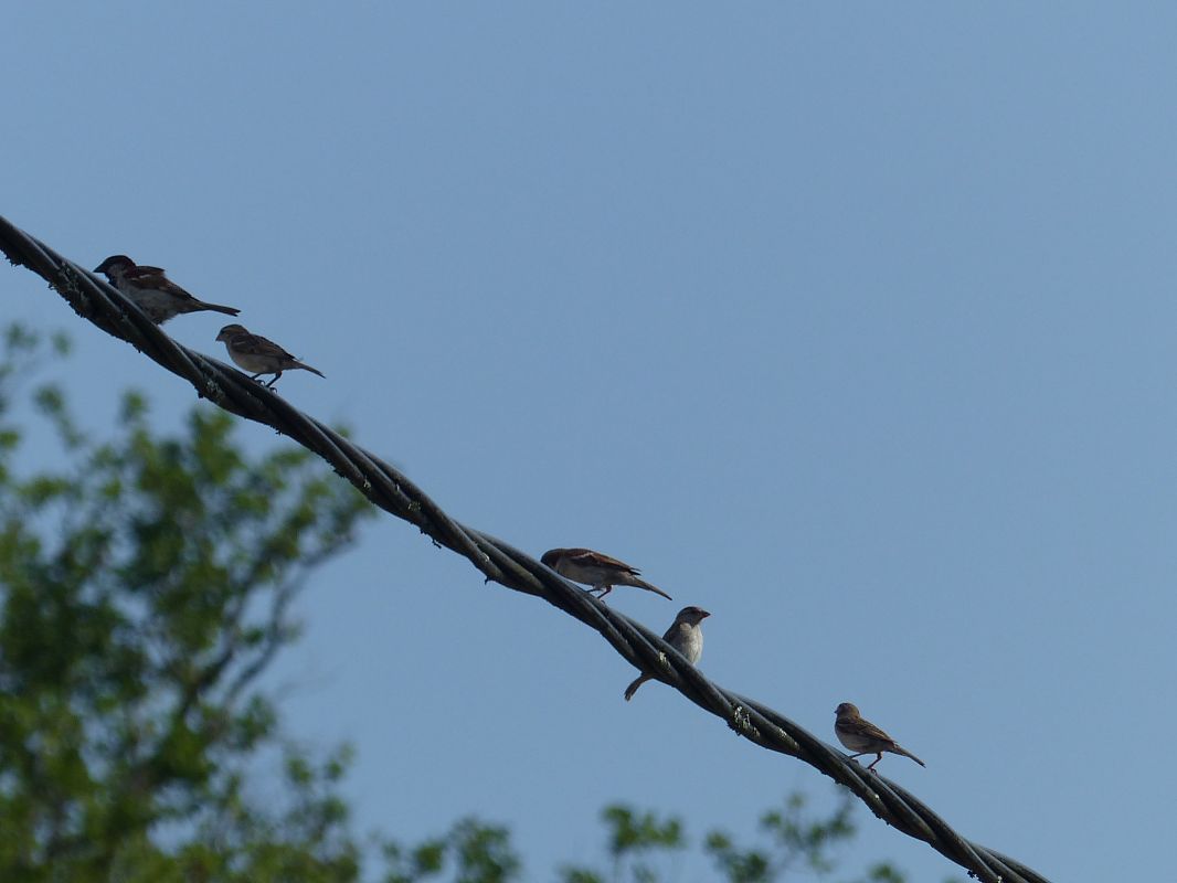 Moineau domestique 