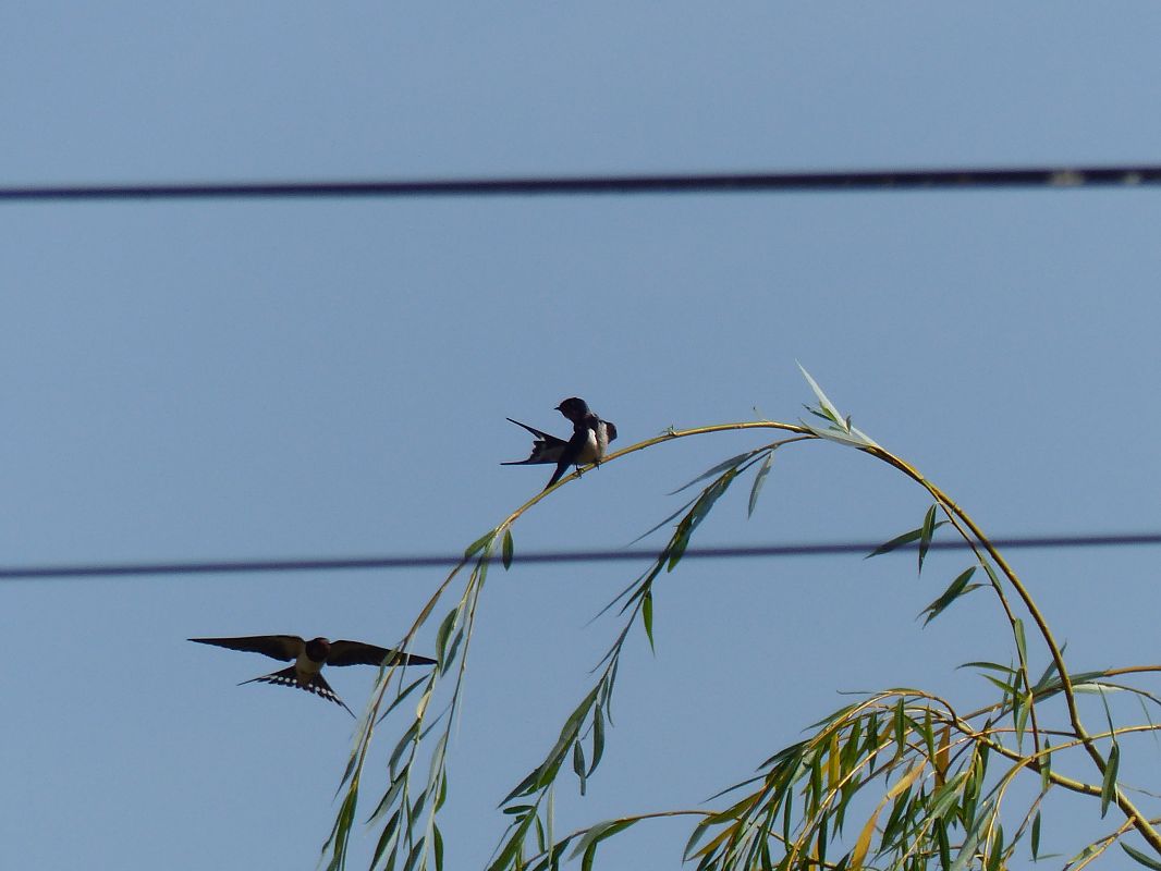 Hirondelle rustique 