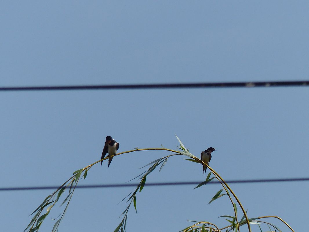Hirondelle rustique 
