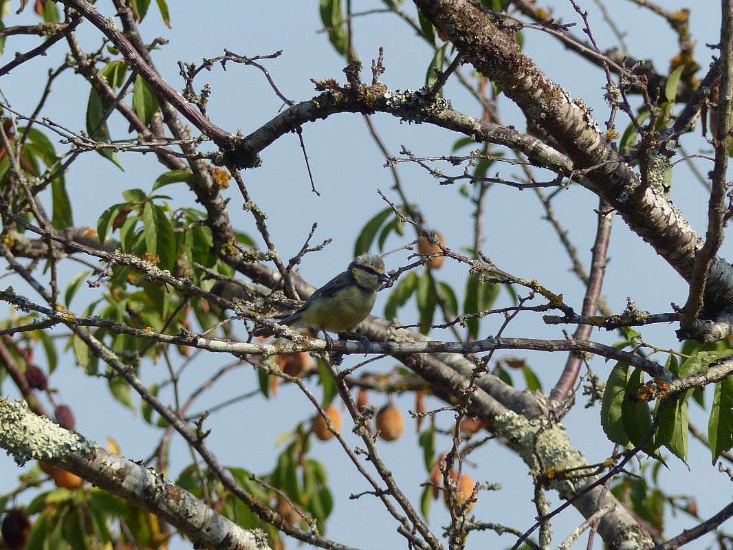 Mésange bleue 