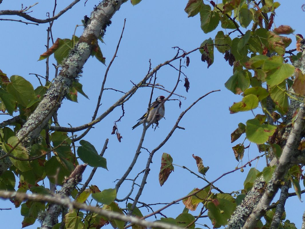 Chardonneret élégant 