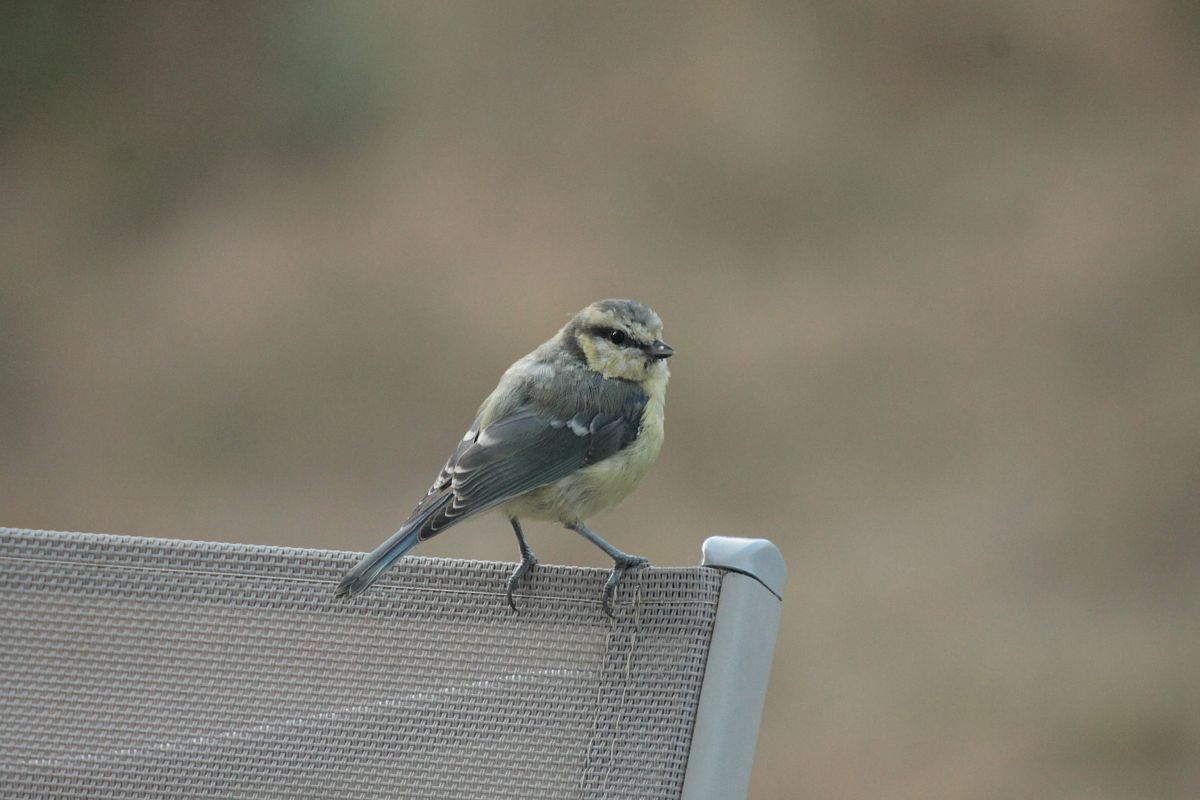 Mésange bleue 