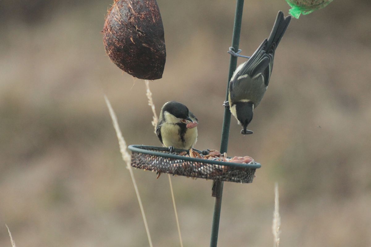 Mésange charbonnière 