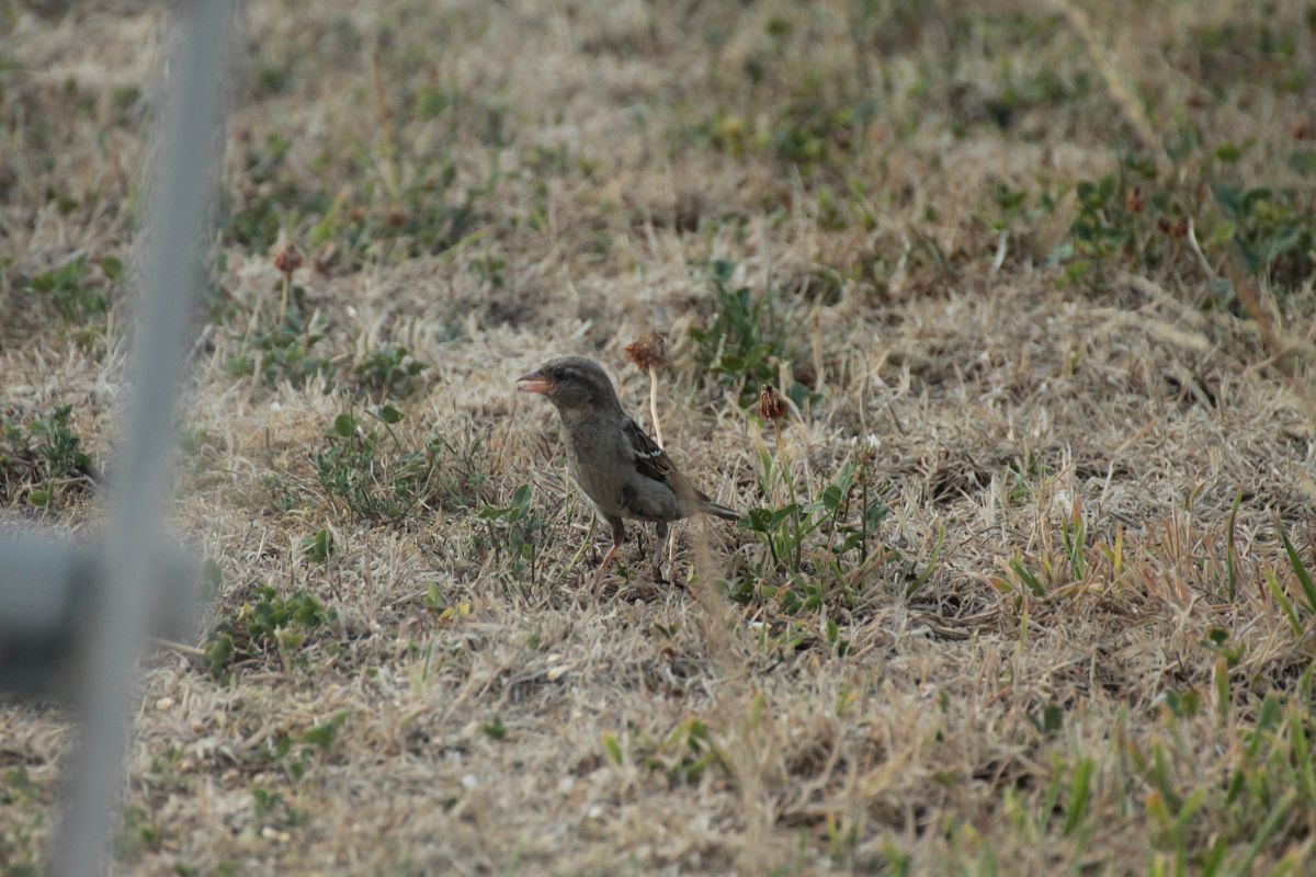 Moineau domestique 