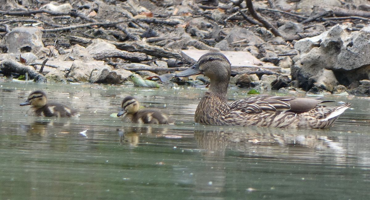 Canard colvert  - Magali Hivert