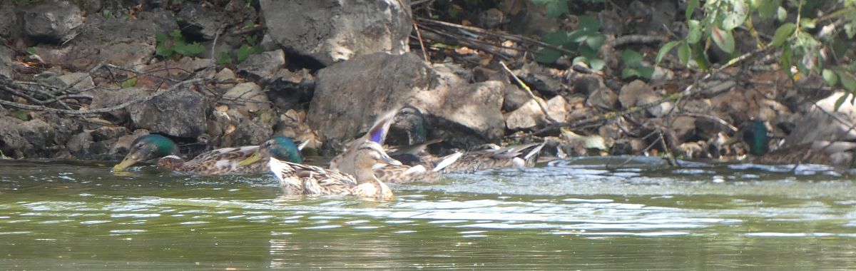 Canard colvert  - Magali Hivert