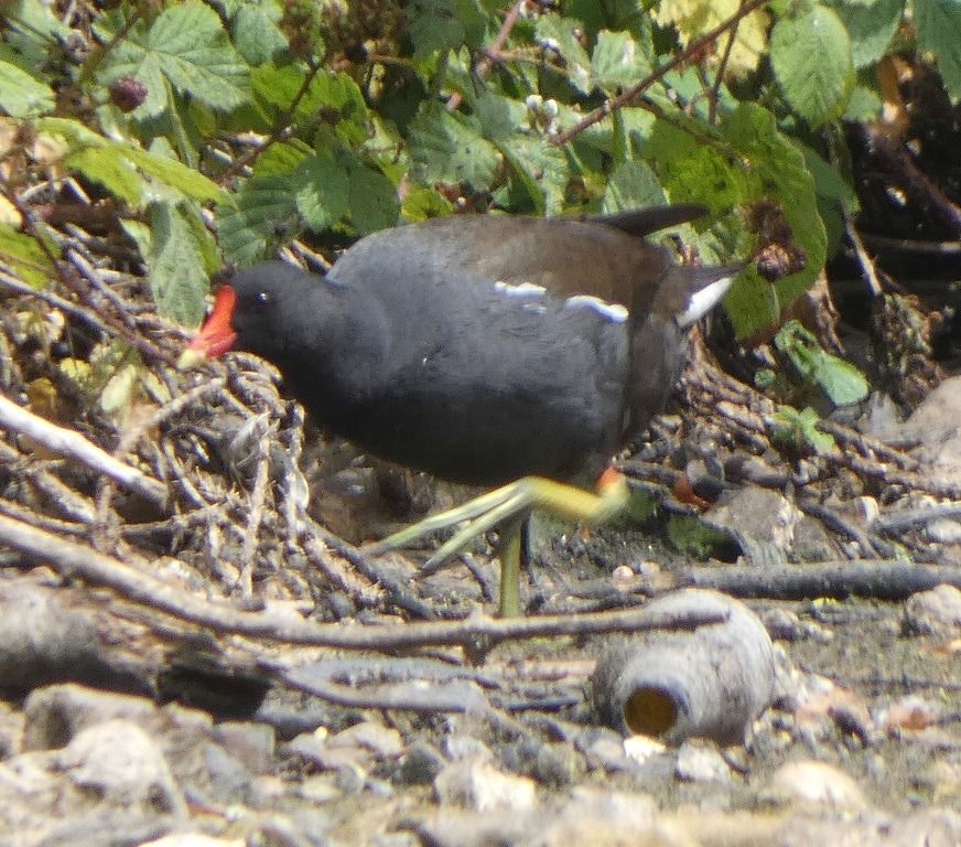 Gallinule poule-d'eau  - Magali Hivert