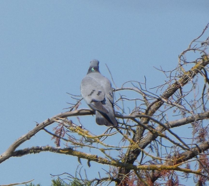 Pigeon colombin  - Magali Hivert