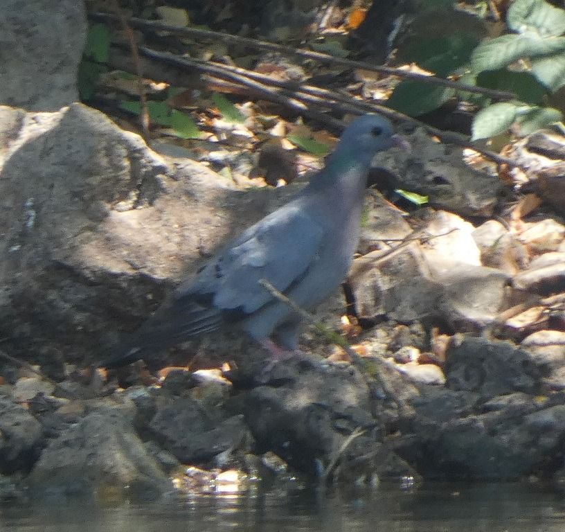 Pigeon colombin  - Magali Hivert