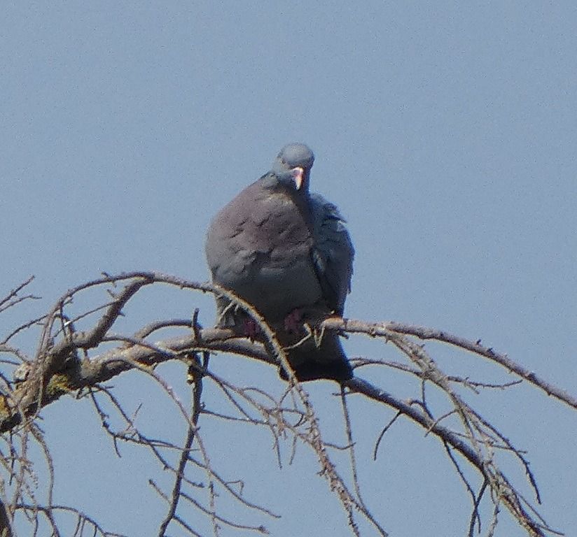 Pigeon colombin  - Magali Hivert