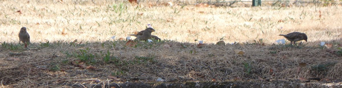 Moineau domestique  - Magali Hivert