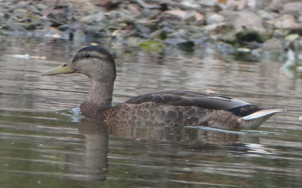 Canard colvert  - Magali Hivert